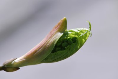 Acer davidii ssp. grosseri - javor Davidův hrubý - jarní pučení